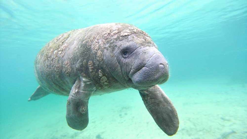 Manatees Visit Warm Waters of North Carolina | The Institute for